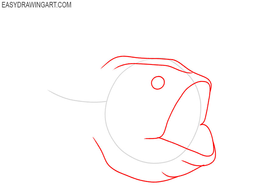 how to draw an anglerfish step by step