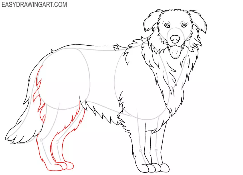 how to draw an Australian Shepherd step by step