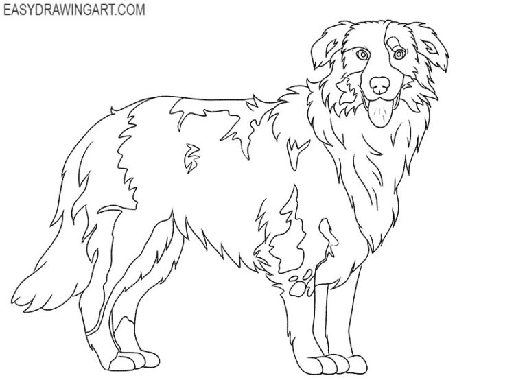 How to Draw an Australian Shepherd - Easy Drawing Art