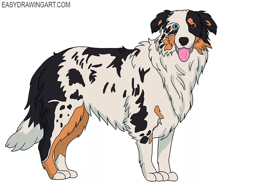  easy Australian Shepherd drawing for beginners