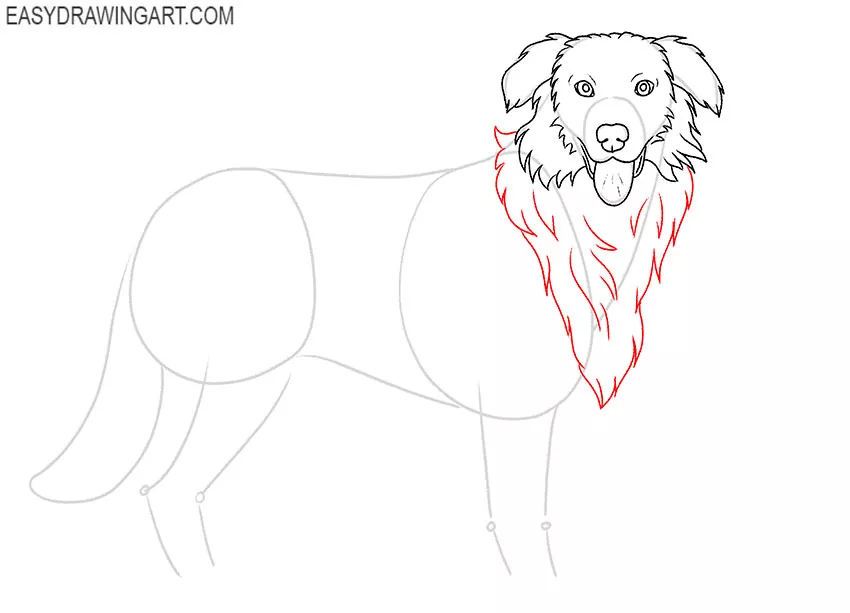 Australian Shepherd drawing guide
