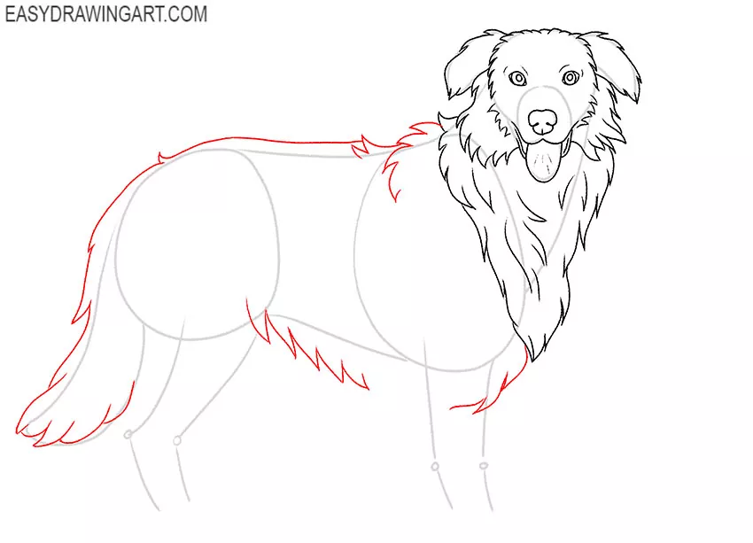 Australian Shepherd drawing lesson