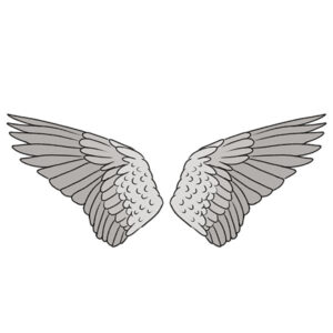 how to draw bird wings