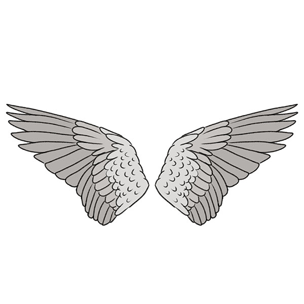 how to draw bird wings