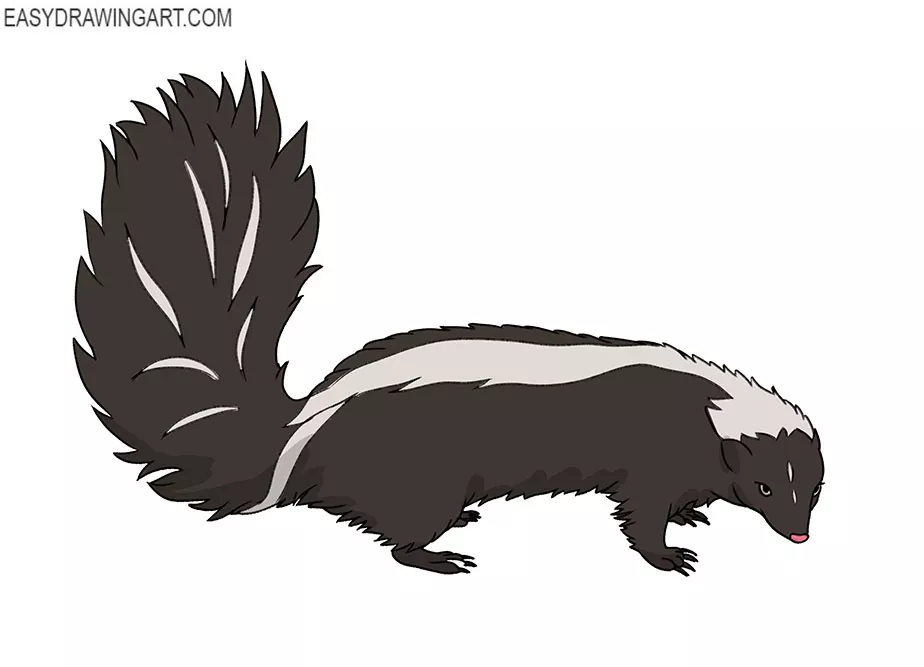  Skunk drawing for beginners