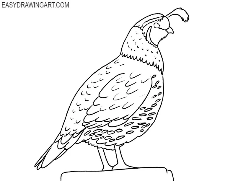 simple quail drawing lesson