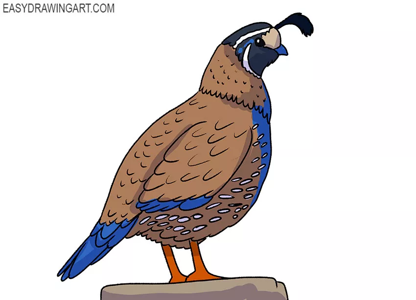 cartoon quail drawing