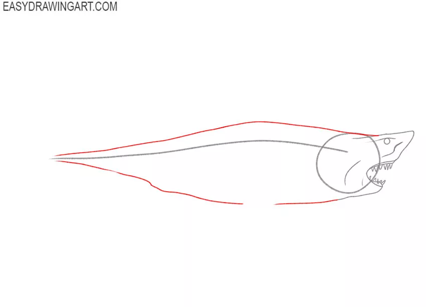 how to draw a great white shark art hub