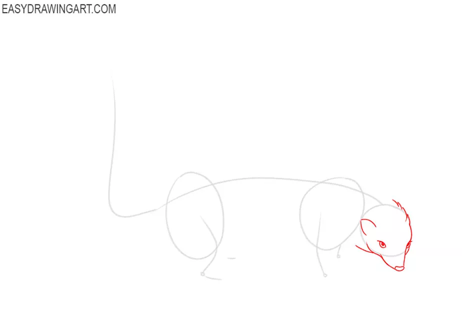 how to draw an easy skunk