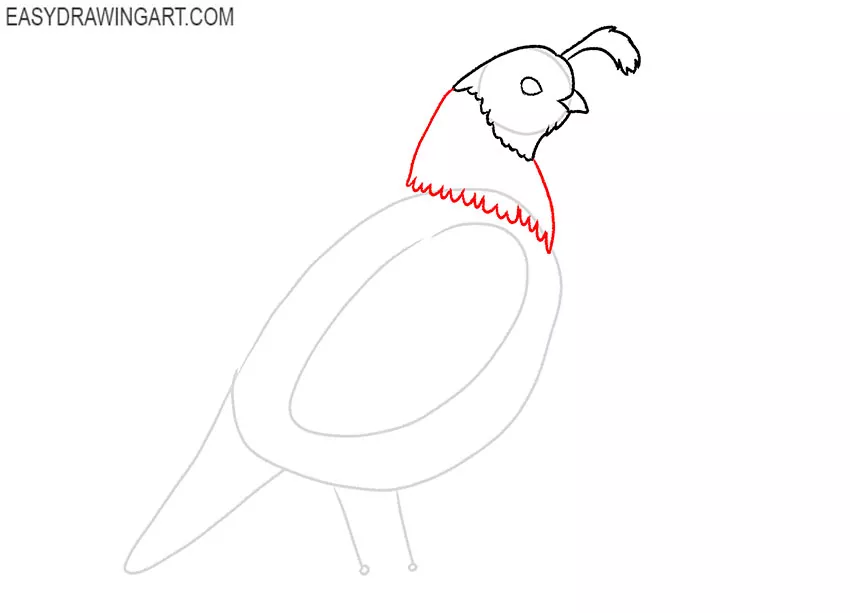 how to draw a cartoon quail