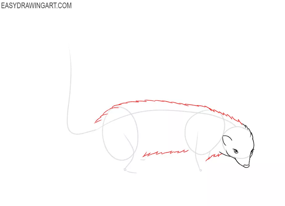 how to draw a cartoon skunk step by step
