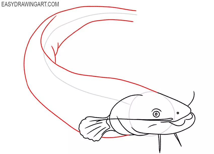 how to draw a realistic catfish