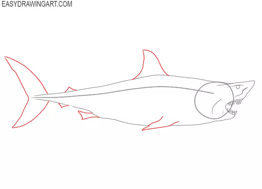 how to draw a realistic great white shark