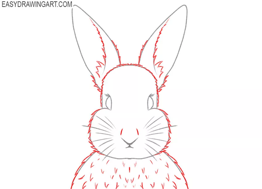 how to draw a realistic rabbit face