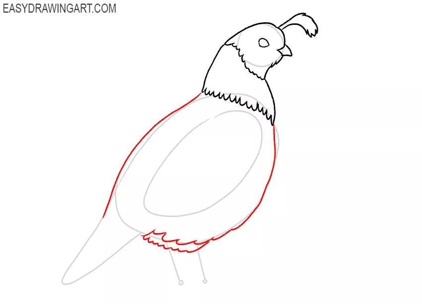 art hub how to draw a quail