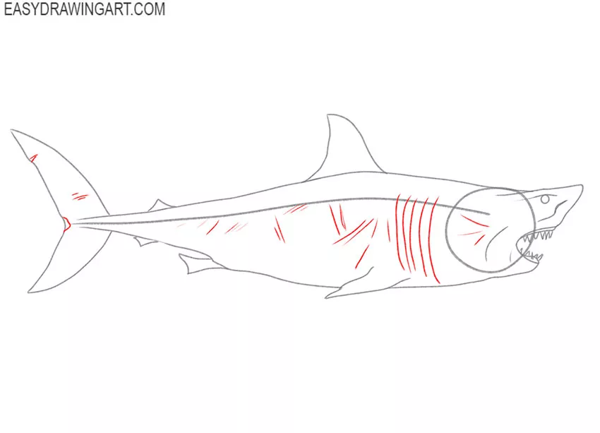 easy how to draw a great white shark