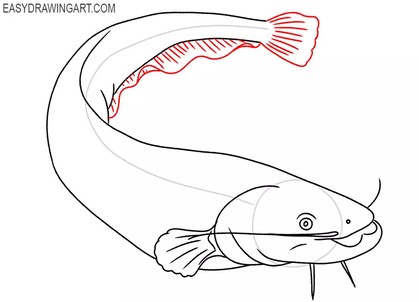 how to draw a cute catfish