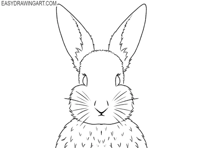 Rabbit Drawing {5 Easy Steps}! - The Graphics Fairy