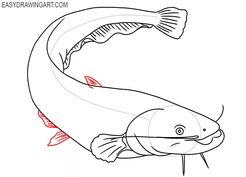 how to draw a catfish for beginners