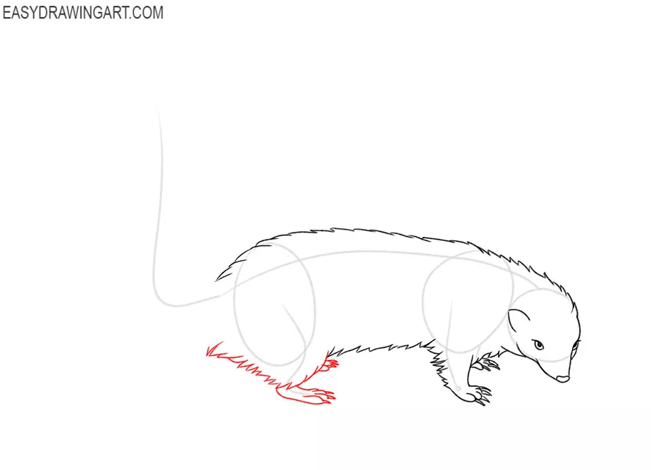 how to draw a cute skunk