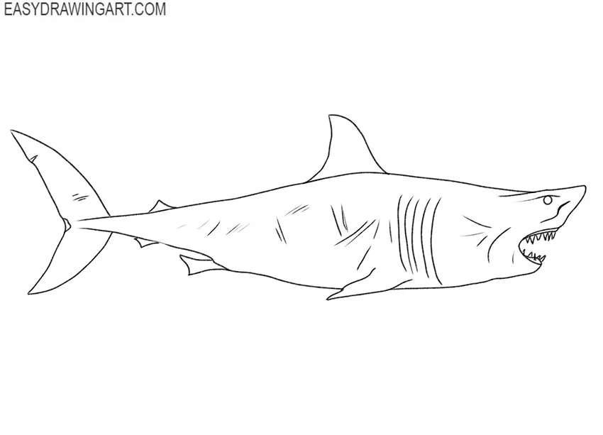 how to draw a great white shark simple