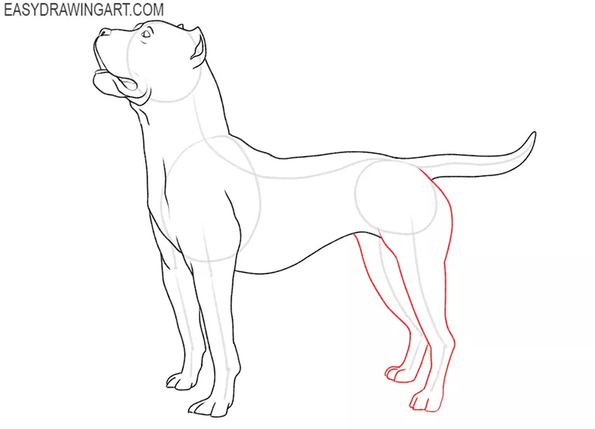 how to draw a pitbull step by step for beginners