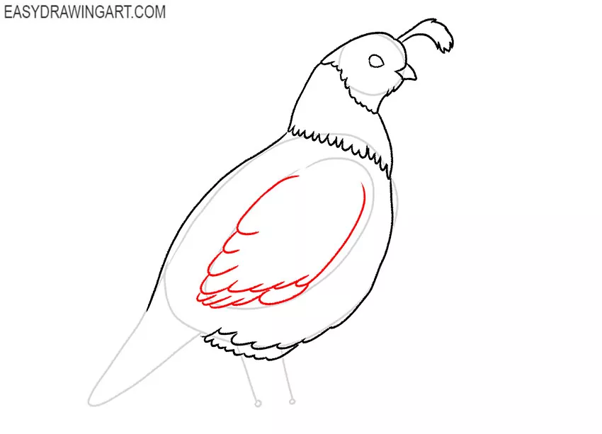 how to draw a quail art hub
