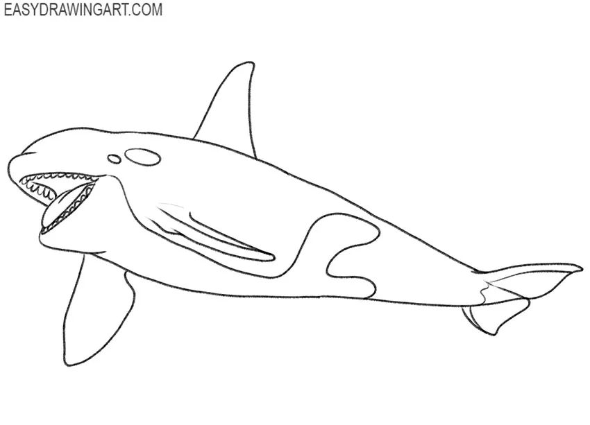 how to draw an orca realistic