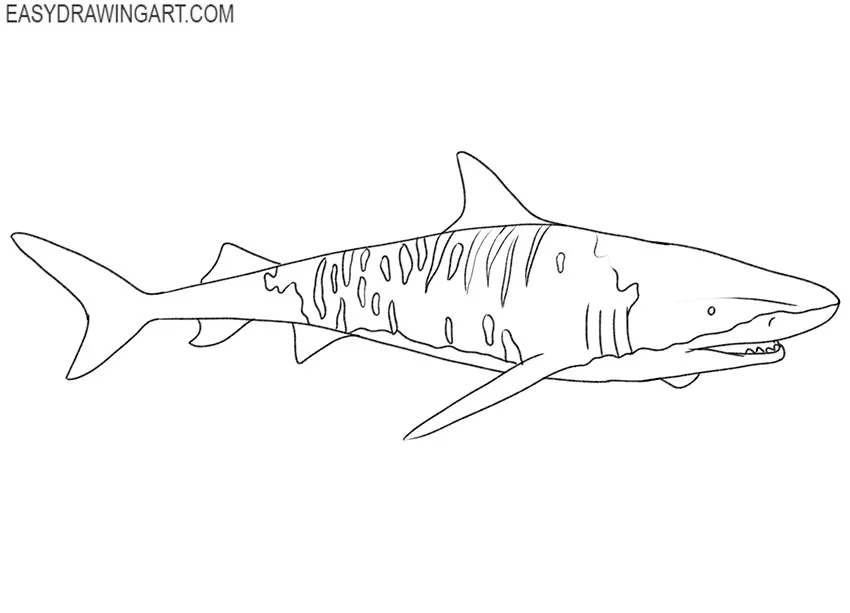 how to draw tiger sharks