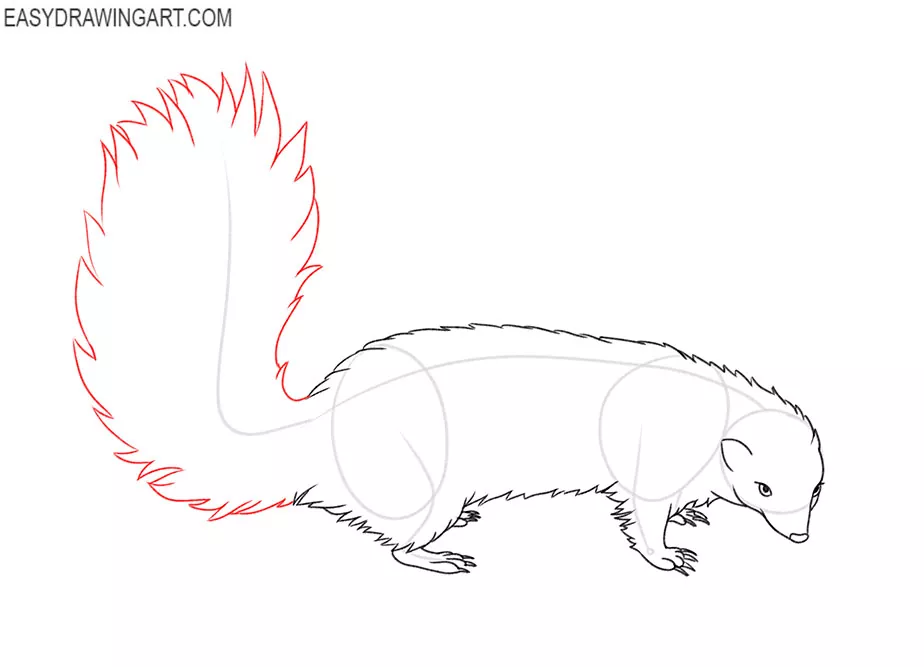 Skunk drawing lesson