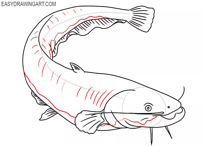 catfish drawing lesson