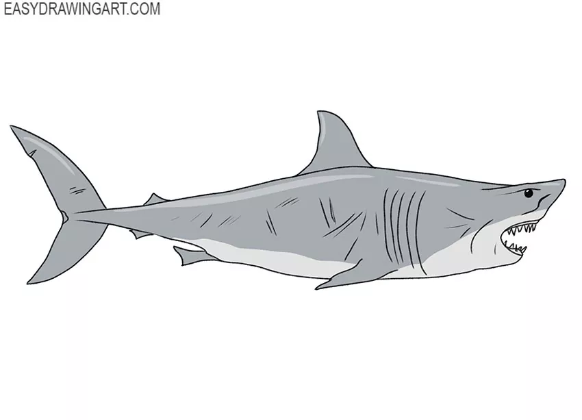  great white shark drawing lesson