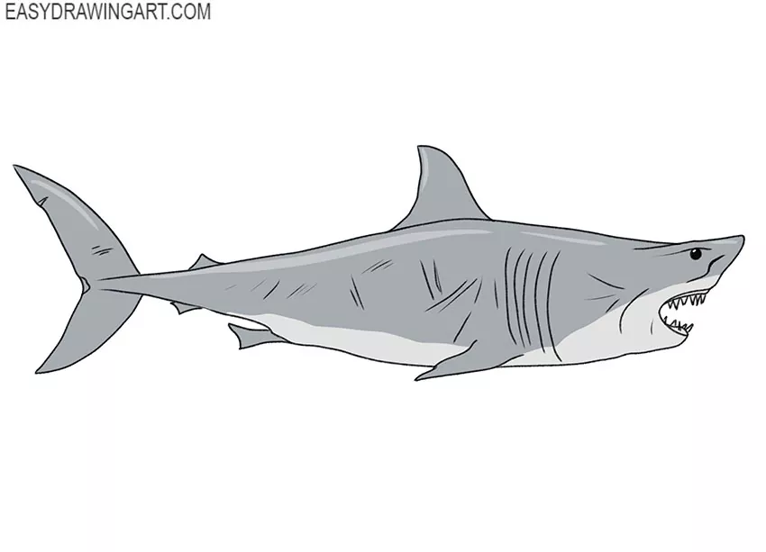 How to Draw a Great White Shark - Easy Drawing Art