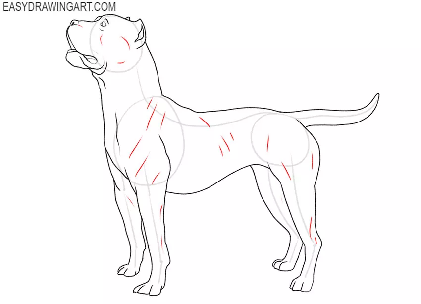 how to draw a big pitbull