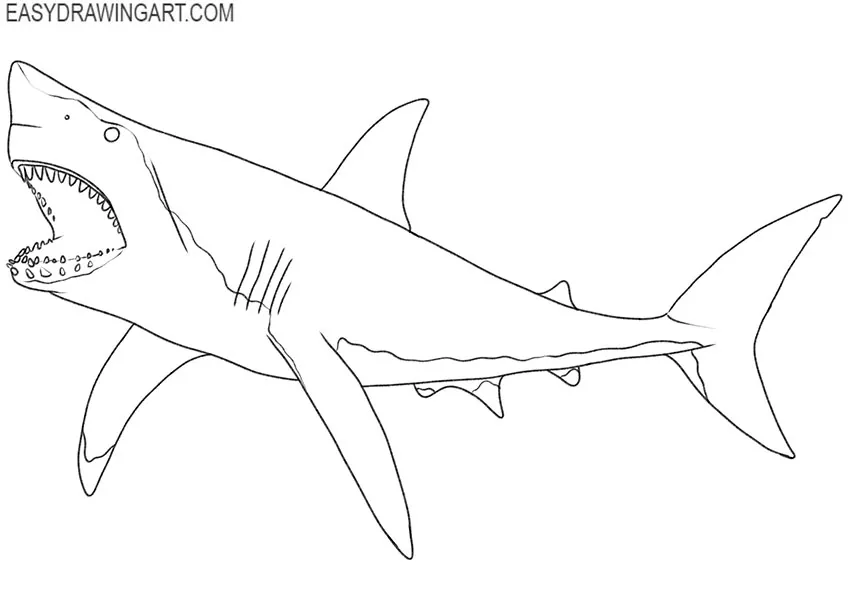 how to draw a megalodon for beginners
