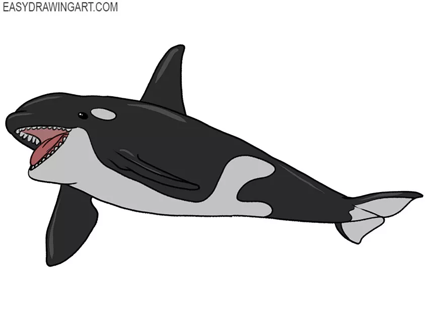  orca drawing lesson