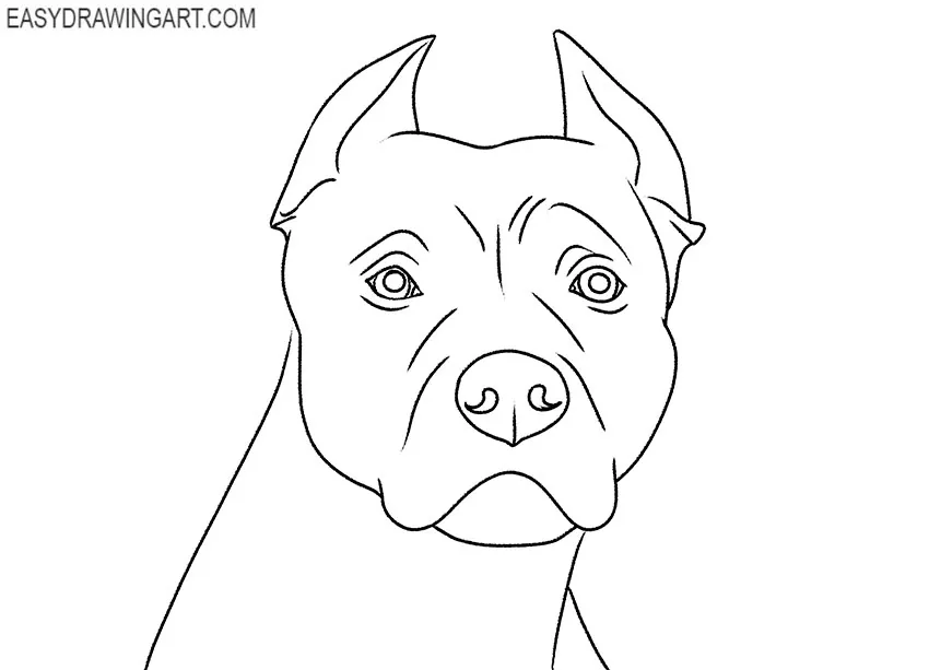 pitbull face drawing for beginners