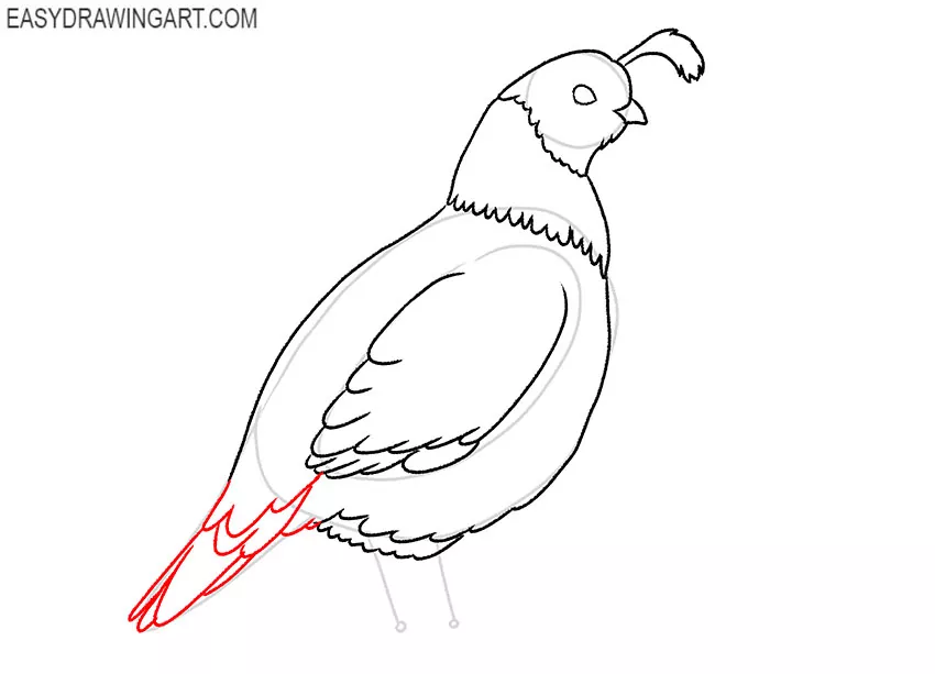 quail drawing lesson