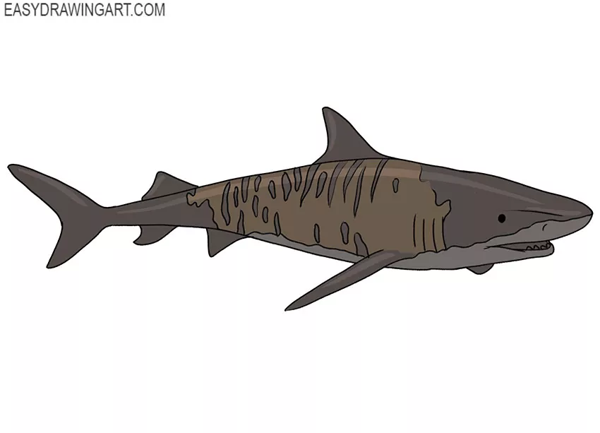 How to Draw a Tiger Shark Easy Drawing Art