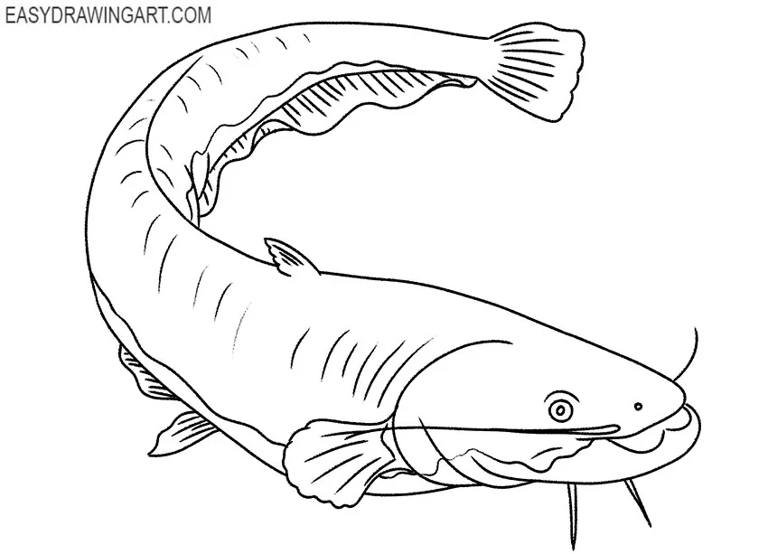 catfish drawing tutorial
