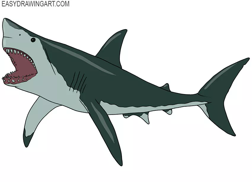  how to draw a megalodon easy