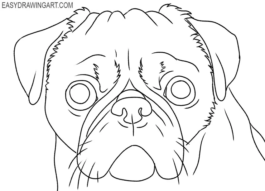 how to draw a pug for beginners