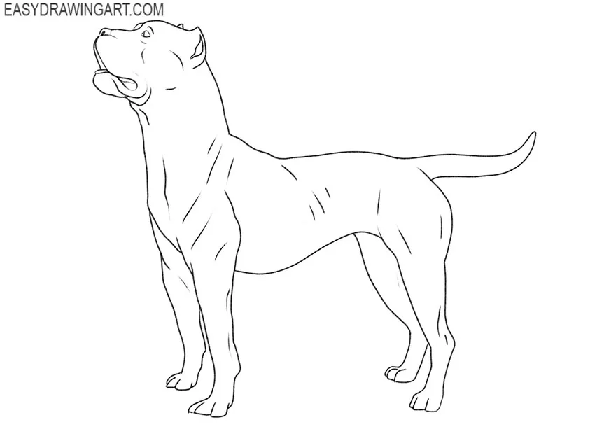 how to draw a realistic pitbull step by step