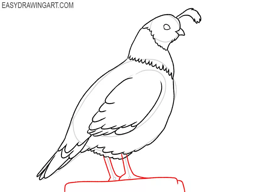 quail drawing tutorial