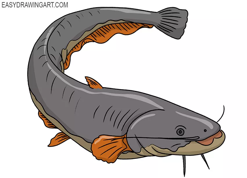 How to Draw a Catfish - Easy Drawing Art