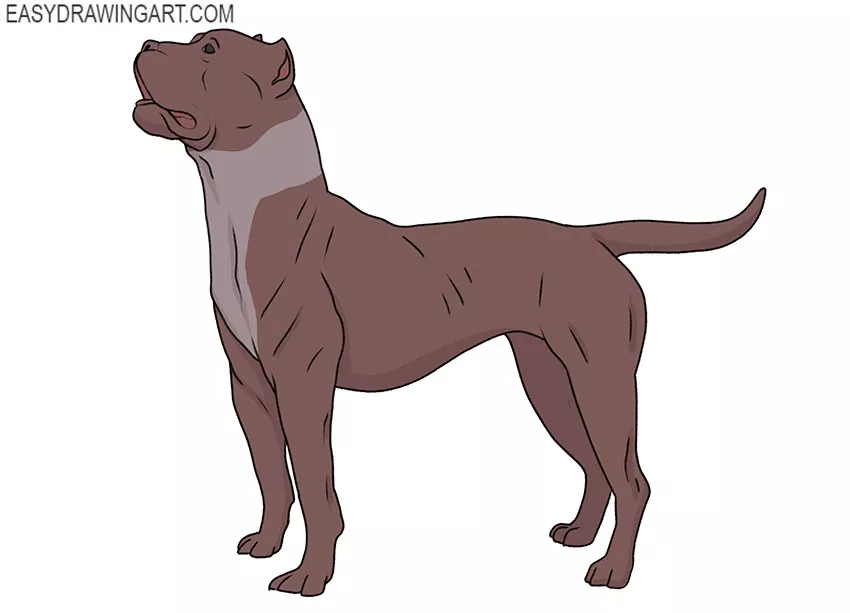 easy drawings of pitbulls