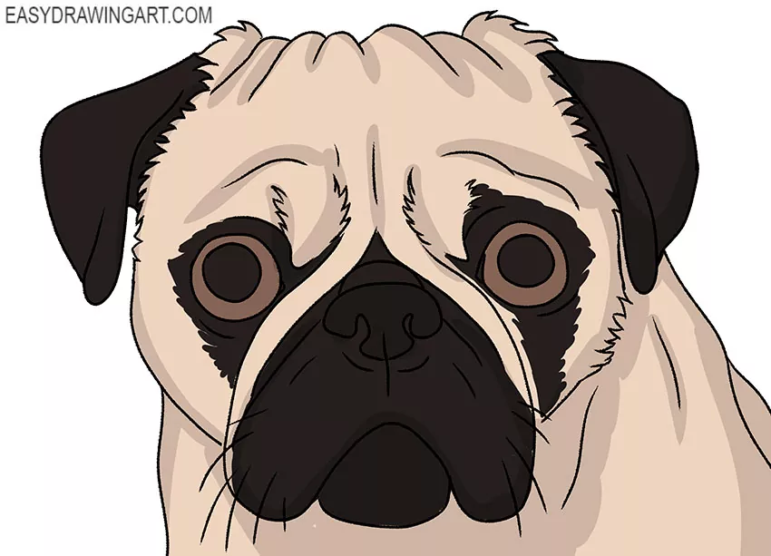 how to draw a cute pug face easy