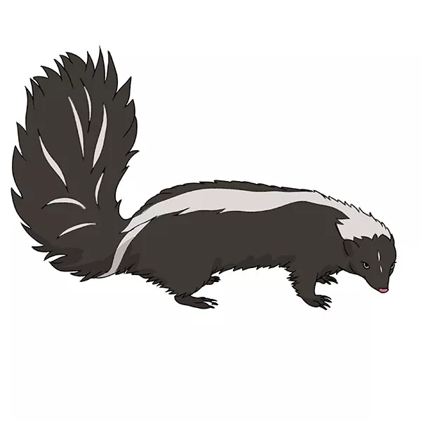 How to Draw a Skunk