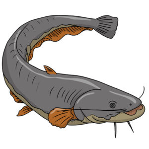 how to draw a catfish