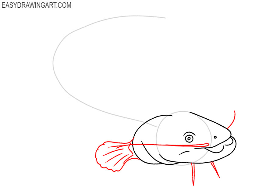 how to draw an easy catfish